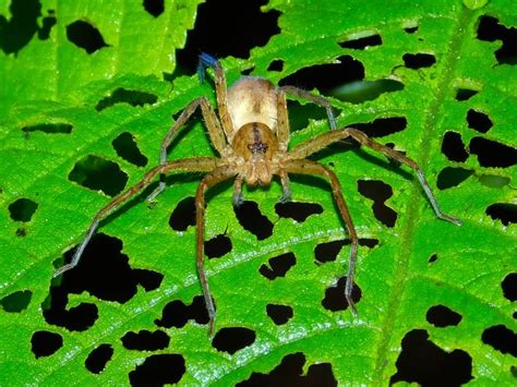 Most Common Spiders In Puerto Rico 6 Species You May Find