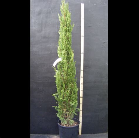 Italian Cypress Cupressus Sempervirens