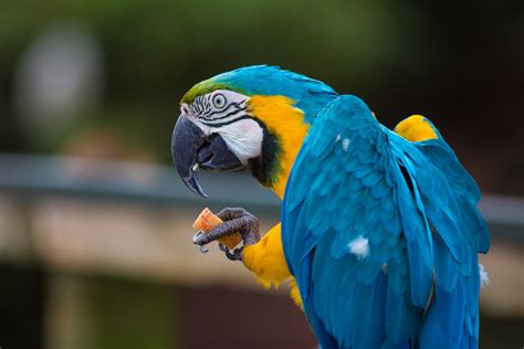 Parrot Free Stock Photo Public Domain Pictures