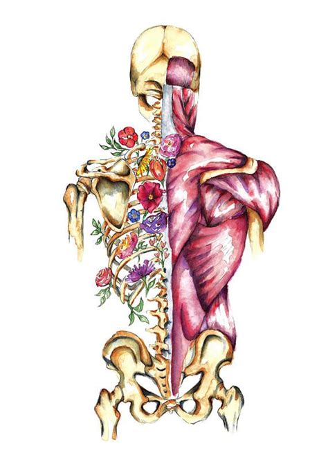 Almost Anatomical Provides Unique Medical Art And Watercolour Illustrations For All The Doctors