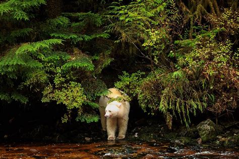 Spirit Bears Of The Great Bear Rainforest Photography Workshop