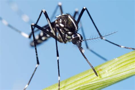 Asian Tiger Mosquito Aedes Albopictus This Mosquito Has Become A