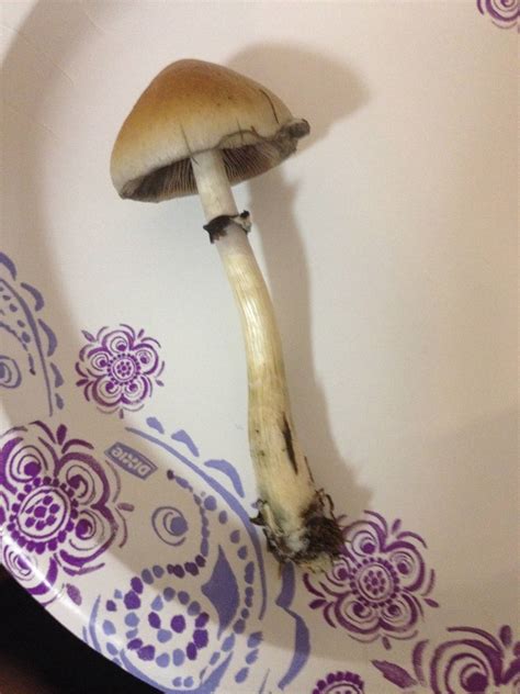 Need Help Identifying Florida Shrooms Mushroom Hunting And