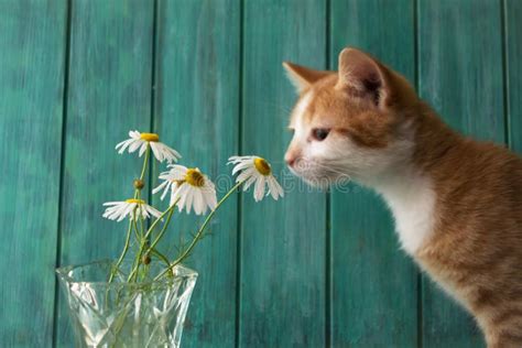 218 Daisy Flowers Kitten Yellow Stock Photos Free And Royalty Free