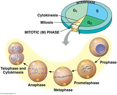 Chapter 12 Cell Cycle And Mitosis
