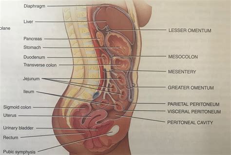 Peritoneum Nursing Lecture