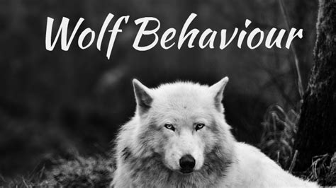 Wolf Behaviour By Zoe Monet
