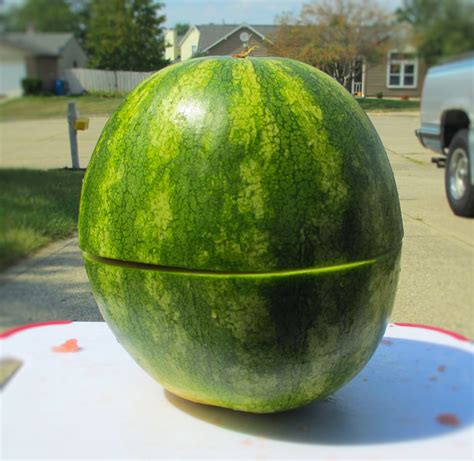 Skinned Watermelon Lifes A Tomato