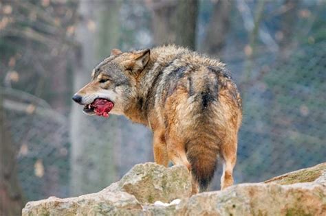Everything You Wish To Know About The Gray Wolf Habitat