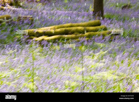 Bluebells In Spring Woodland Ambleside Cumbria Uk Stock Photo Alamy