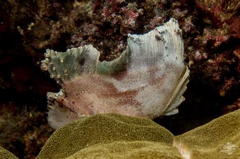 Leaf Scorpionfish Facts Video And Photographs Seaunseen