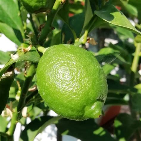 Citrus Limon Syn Citrus X Limonia Lemon Tree Uploaded By David71
