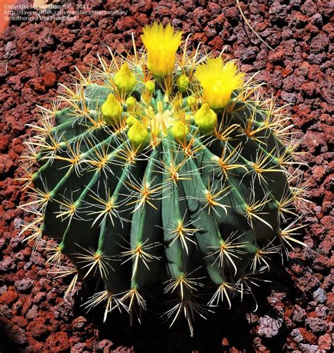 Southwestern Barrel Cactus Br