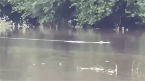Gator Spotted In Floodwater In Southeast Texas Nbc 5 Dallas Fort Worth