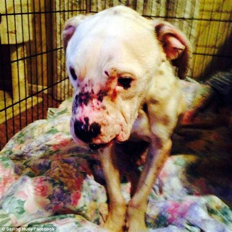 Pit Bull Huey Used As Bait For Dog Fighting Ring Found