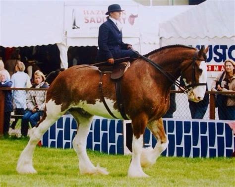 Can You Ride A Clydesdale Horse Strathorn Farm Stables