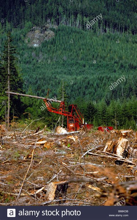 Active Logging And Reforestation On Vancouver Island Bc British