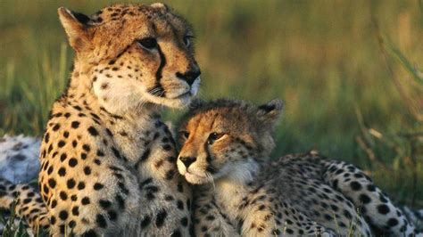 Cute Cheetah Wallpaper 57 Pictures