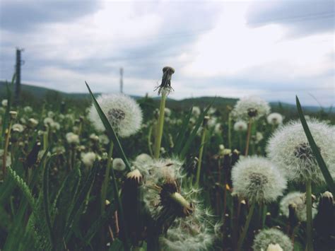 I Tell My Secrets To Dandelions And Then Blow It Away Then