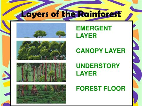 Ppt Amazon Rainforest Powerpoint Presentation Free Download Id2749411