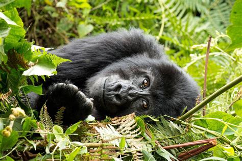 Ugandas Mountain Gorillas Worth The Tough Trek Into The Deep Forest