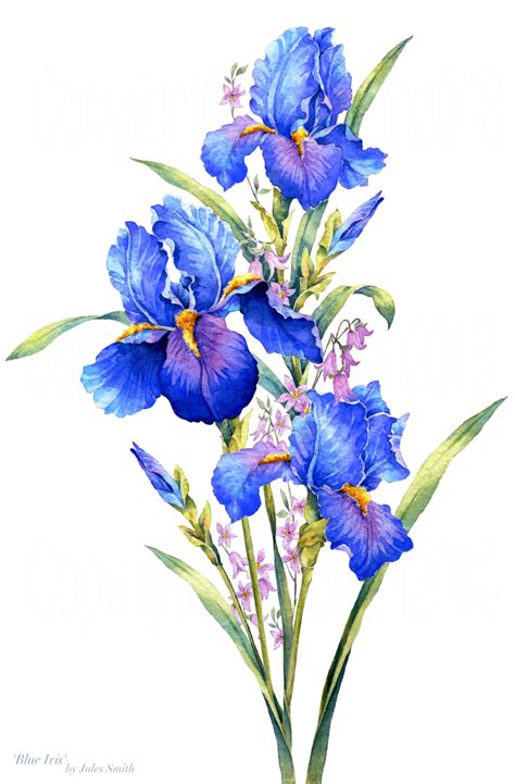 Watercolour Painting Blue Iris Inspired By The Natural Beauty Of