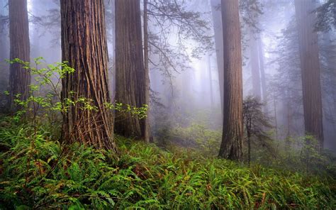 Redwood Mountain Wallpapers Top Free Redwood Mountain Backgrounds