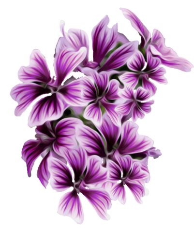 Imagens Purple Flower Png Transparentes
