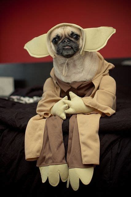 Pugs In Funny Costumes
