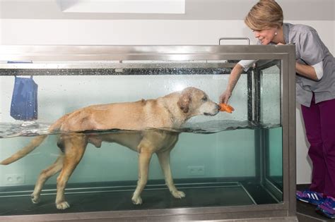 Benefits Of Hydrotherapy For Dogs West Chester Veterinary Medical Center