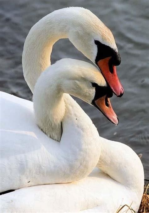 Pin By Elliejo B On Swans Animal Hugs Beautiful Birds Pet Birds