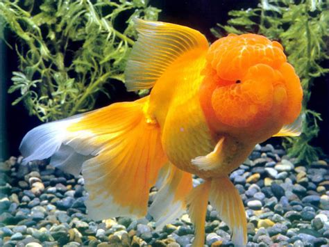 Hd Wallpapers Gold Fish Pictures