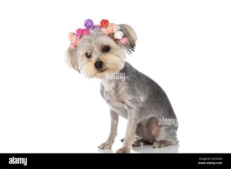 Side View Of An Adorable Yorkshire Terrier Dog Wearing A Headband Of