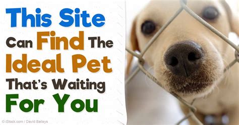Online Dating Style Find Your Perfect Pet Match