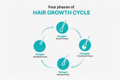 Phases Of Hair Growth Cycle A Brief Guide Zigverve