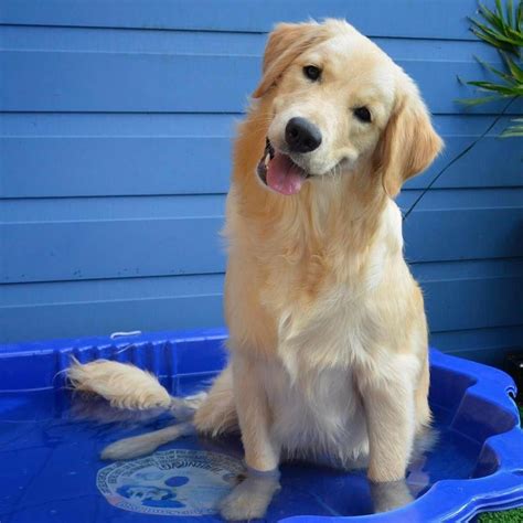More About The Friendly Golden Retriever Dogs Personality