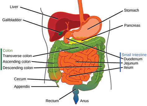 Parts Of The Digestive System Biology For Majors Ii