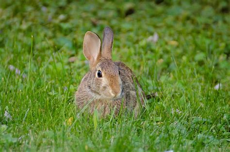 Rabbit Hare Fluffy Glance Animal Hd Wallpaper Peakpx