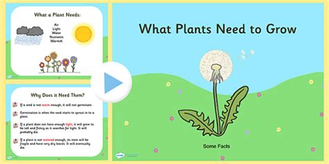 Ks1 What Plants Need To Grow Powerpoint Science Resource