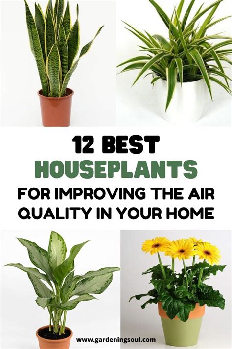 12 Best Houseplants For Improving The Air Quality In Your Home Plants