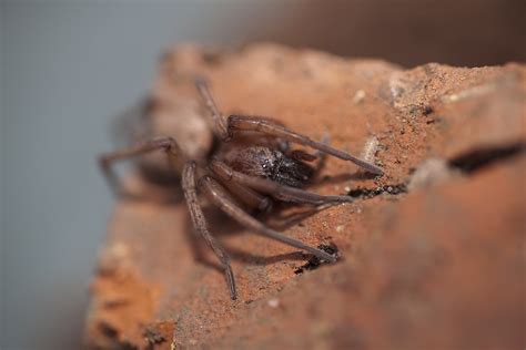 Mouse Spider Scotophaeus Blackwalli