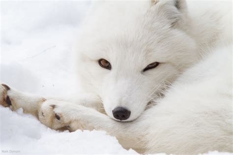 Arctic Fox Lounging Mark Dumont Flickr