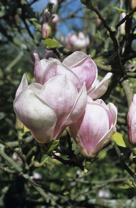 Enjoy free shipping on most stuff, even big stuff. Burgundy magnolia flowers - Stock Image - B760/0580 ...
