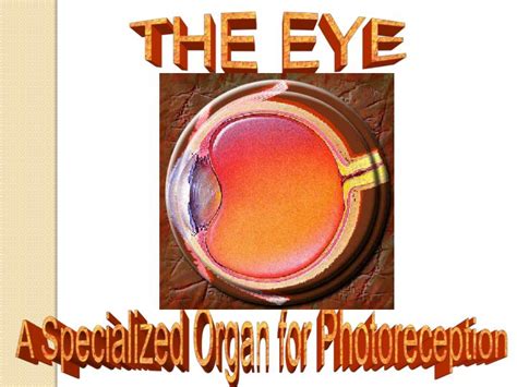 Ppt The Eye Powerpoint Presentation Free Download Id1466949