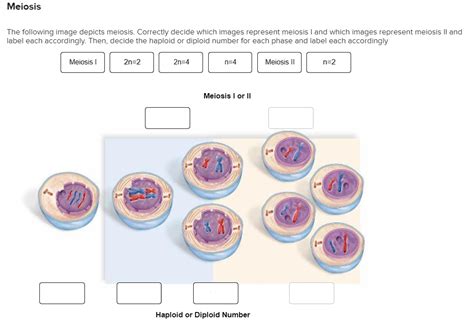 How My Teacher Decided To Represent The Process Of Meiosis