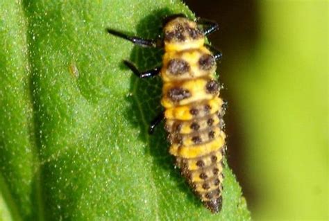 Which Predominantly Yellow Ladybug Nymph Bugguidenet