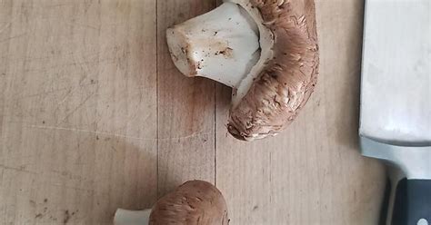 my double mushroom imgur