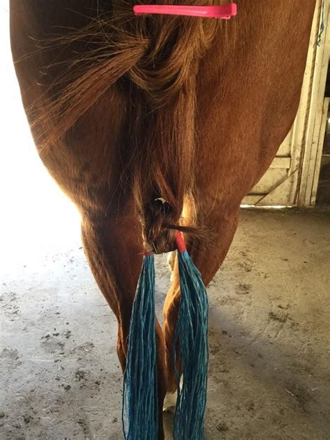 Growing Your Horses Tail Long And Thick Horse Grooming Horse Tail
