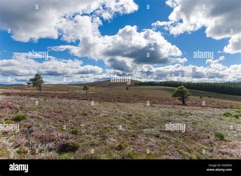 Scottish Heather Moorland Hi Res Stock Photography And Images Alamy