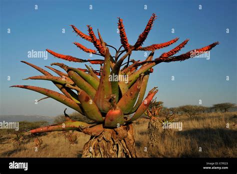 Gluckstadt Kwazulu Natal South Africa Mountain Aloe Aloe Marlothii